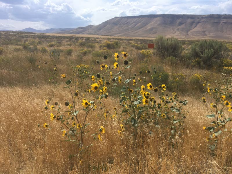 Wildflowers growing along the highways in Idaho