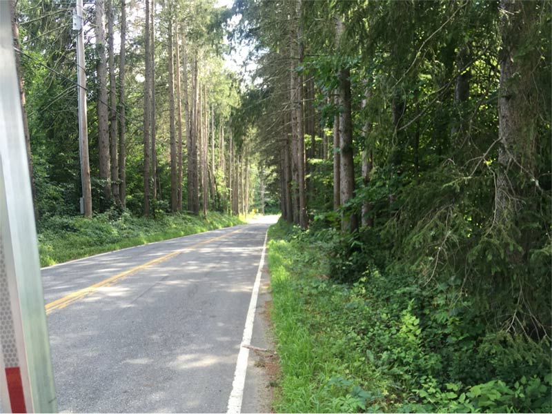 Green tree canopy over Vermont road