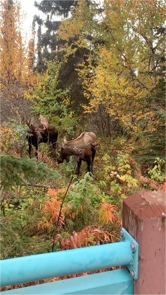 Male and female moose just off the bike trail in Anchorage, Alaska