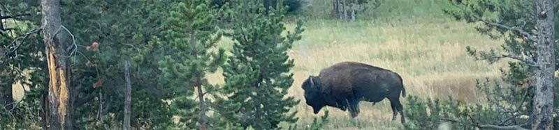 Wild buffalo in Yellowstone National Park