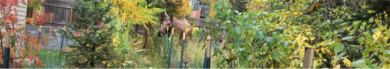 Female moose in someone's backyard near bike trail, Anchorage, Alaska