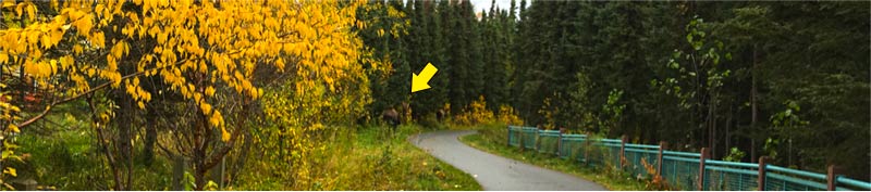 Zoom in to see the bull moose to the left of the bike trail