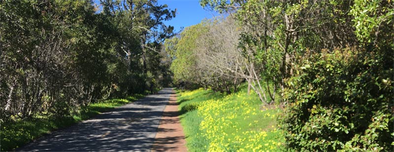 Bike trail near Mill Valley, CA.