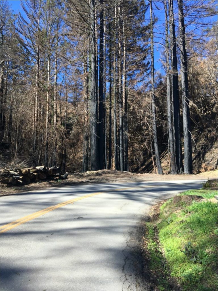 Charred trees during my 10-mile loop near Davenport, CA