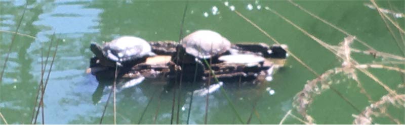 Two turtles sunning on a log in Golden Gate Park