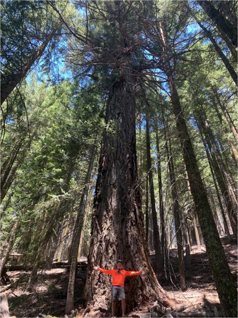 Eight foot diameter Douglas fir at Crater Lake Oregon